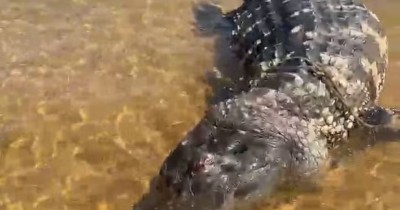 Turistas encontram jacaré gigante morto no Rio Araguaia